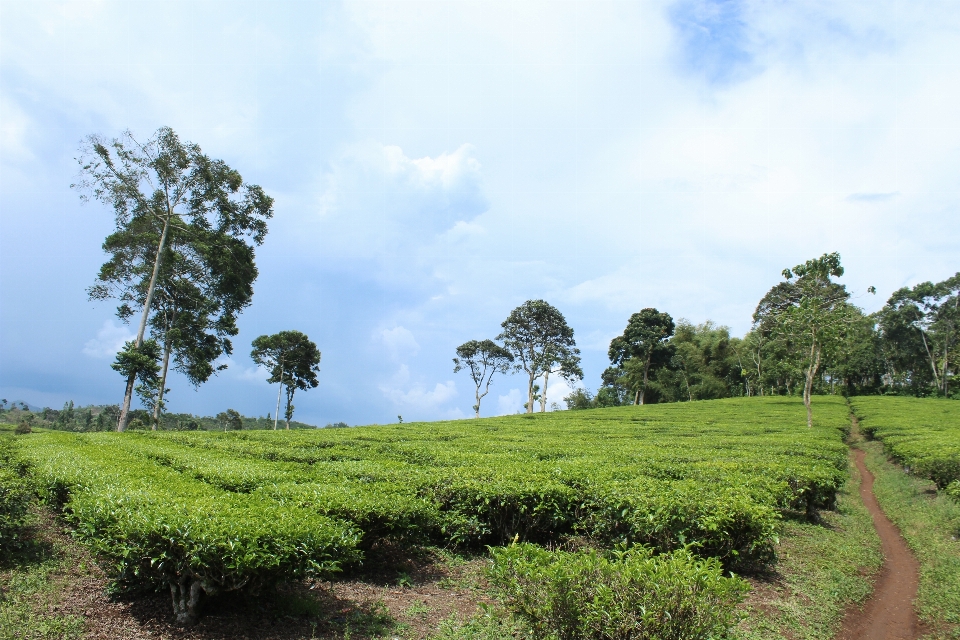 Taman
 teh bandit
 pemandangan alam
