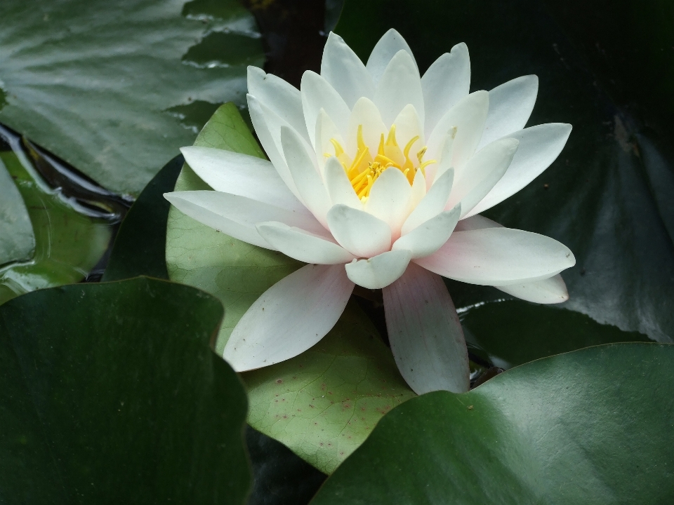 Flor fragante nenúfar blanco
 loto sagrado
 pétalo