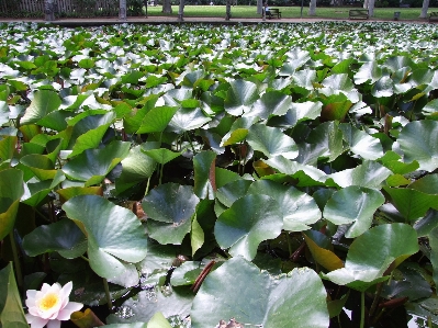 Foto Flor plantar folha planta aquática
