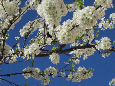 Flowers bee blossom spring Photo