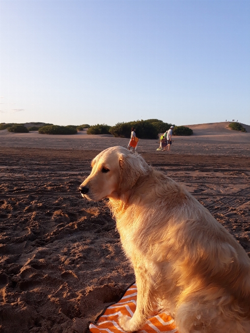 Cachorro canídeos
 golden retriever
