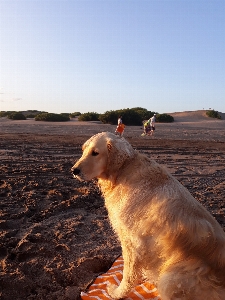 Foto Anjing canidae
 jenis golden retriever
 mengambil
