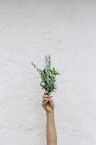 白 緑 植物 花 写真