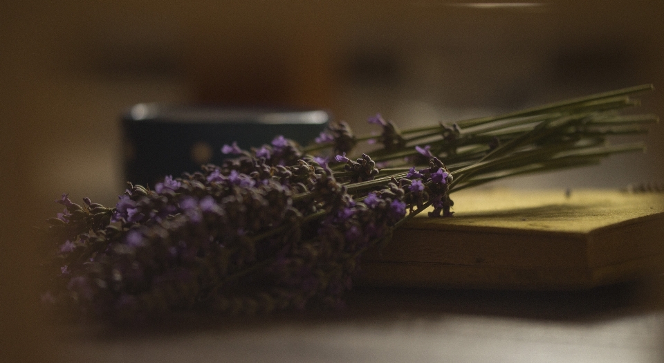 Lavendel liebe kaffee buch