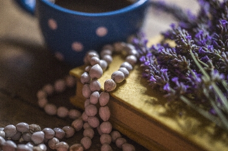 Lavender lilac romantic blue Photo