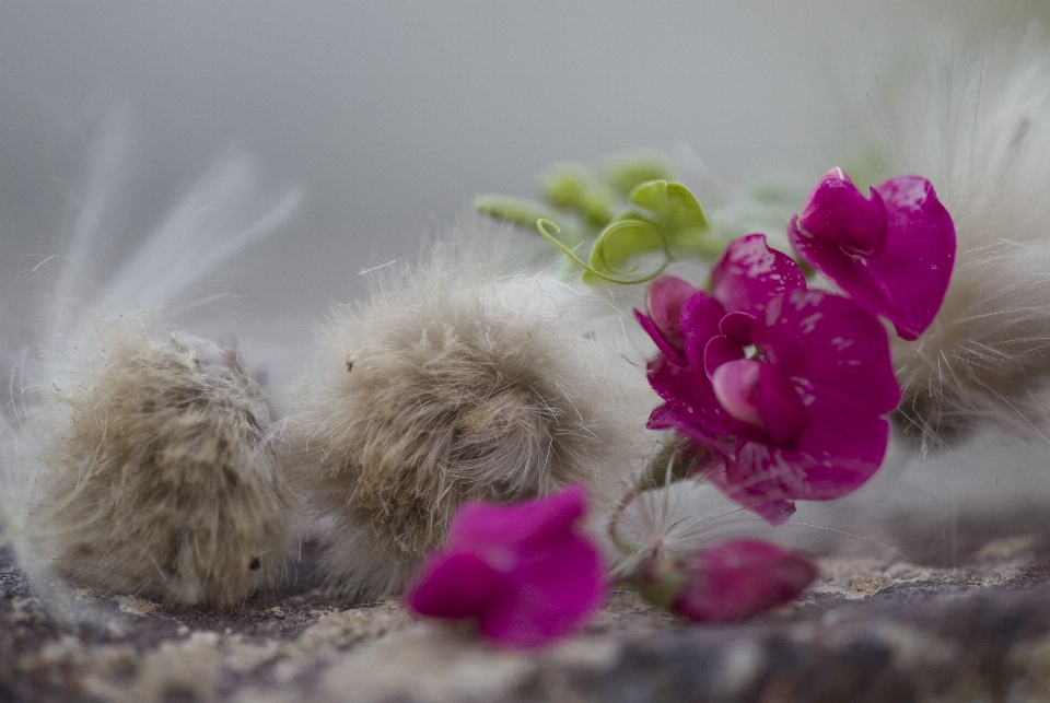 Cotton flower pink white