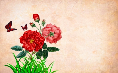 Flower background floral border Photo