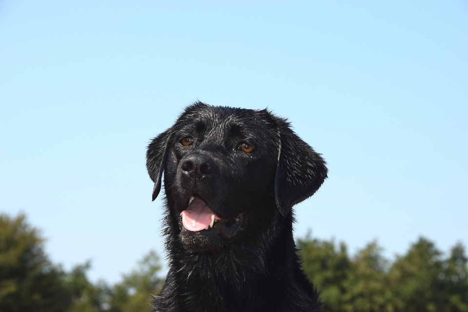 Dog labrador animal mammal