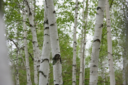 Tree canoe birch american aspen Photo