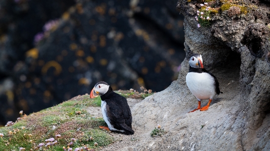 Bird puffin vertebrate atlantic Photo