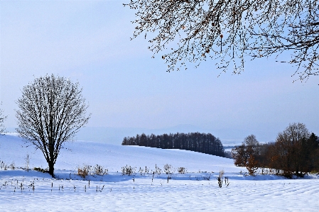 Hokkaido japan snow winter Photo