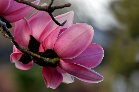 Blühende pflanze
 blume blütenblatt rosa Foto