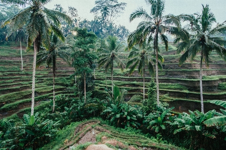 Foto Tumbuh-tumbuhan pohon hutan tanaman terestrial
