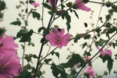 Flower flowering plant malva petal Photo