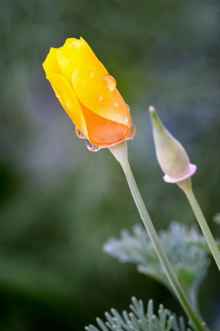 Fleur jaune pétale eschscholzia californica
