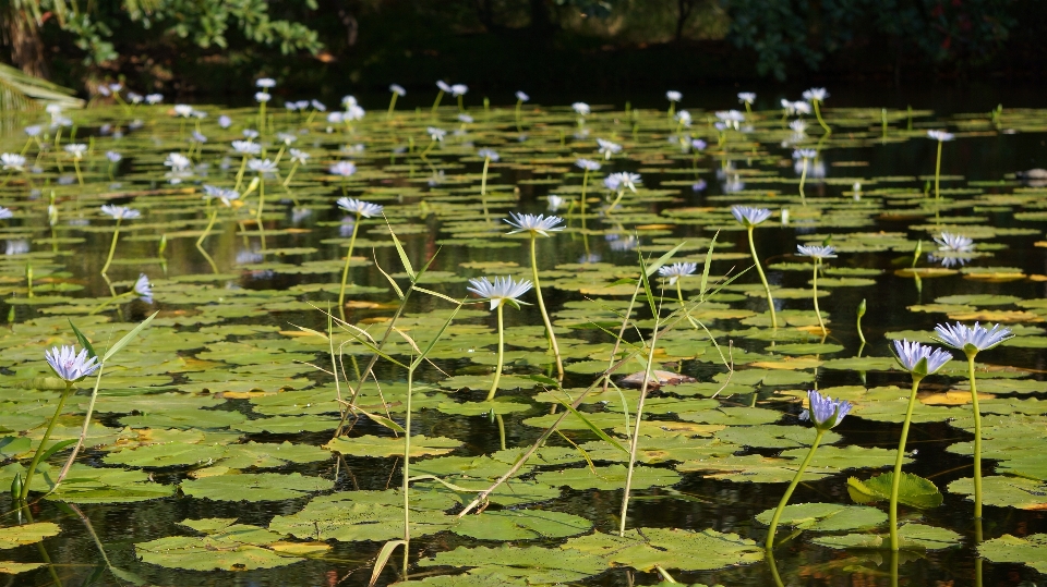 Vincitore
 spiaggia fiore vegetazione