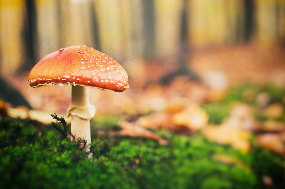 Paysage naturel
 nature agaric
 agaricacées
