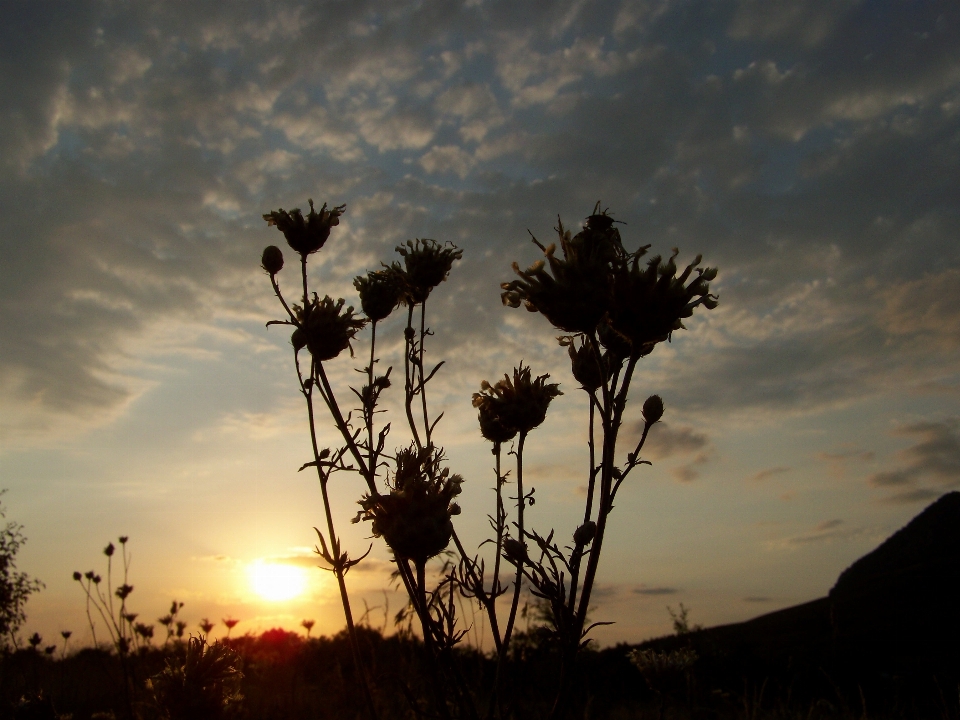 Sonnenuntergang geschichte künstlerisch blume