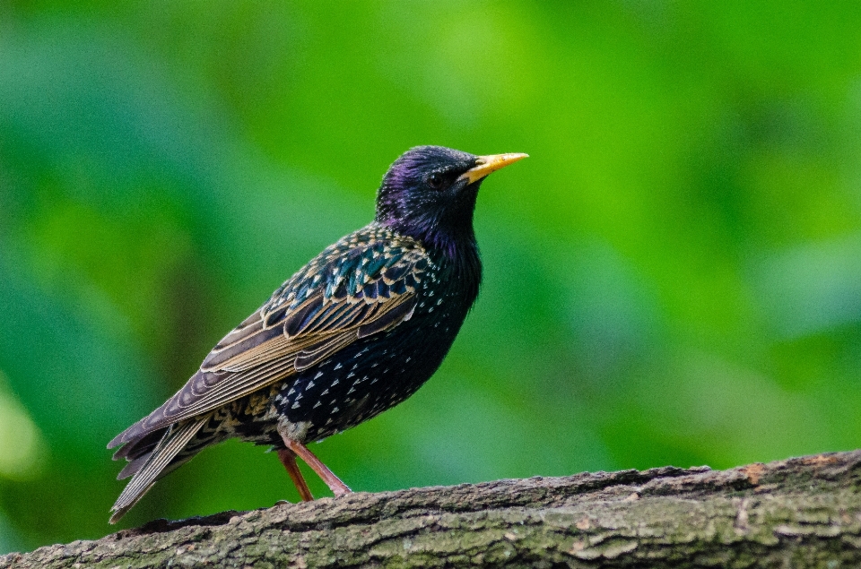 Pájaro vertebrado
 pico estornino europeo
