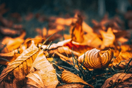 Blatt hitze herbst stilllebenfotografie
 Foto