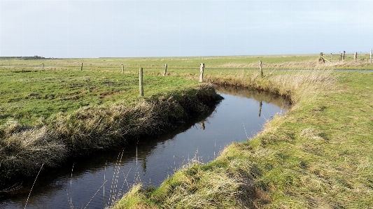 Natural environment fen tidal marsh Photo