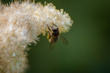 Image insect honeybee bee Photo