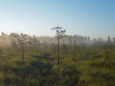 Image natural environment nature tree Photo