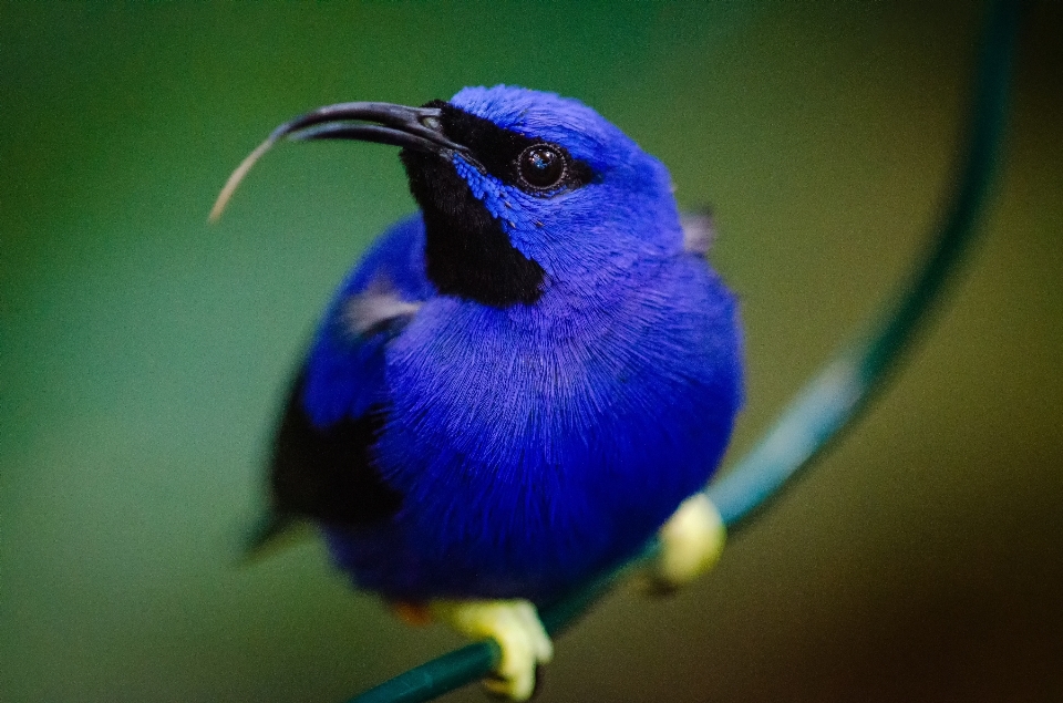 Pássaro azul bico azul
