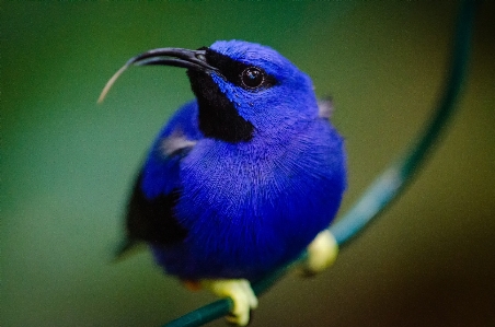 Bird blue beak bluebird Photo