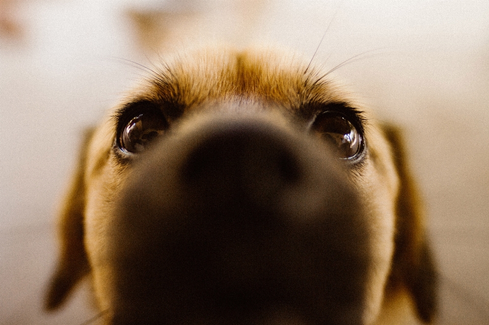 鼻子 狗 犬科
 狗品种
