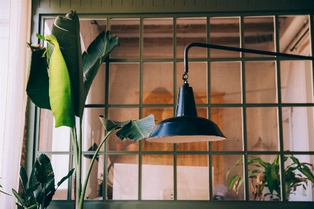 Green houseplant room plant Photo