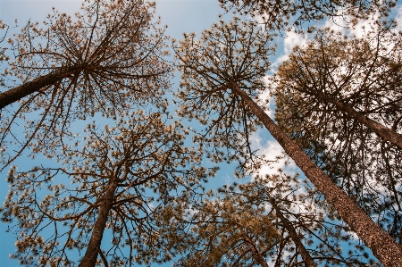 Sky trees sunlight blue Photo