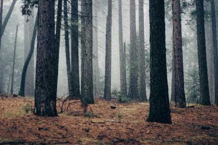 Tree forest woodland natural environment Photo