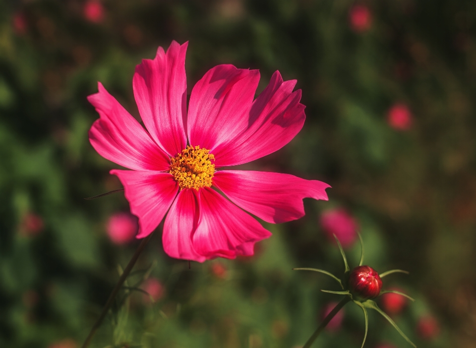 Cosmos flower flowering plant petal