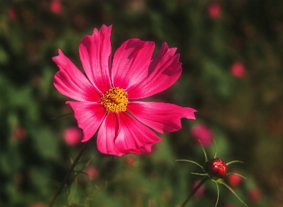 Cosmos flower flowering plant petal Photo