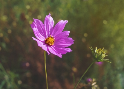 Cosmos flower flowering plant petal Photo