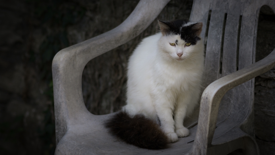 Chat mammifère vertébré
 chats de petite à moyenne taille
