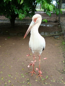 Foto Argentina burung bertulang belakang
 paruh