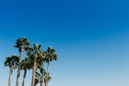 Sky tree blue palm Photo