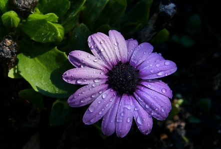 Petal flower water purple Photo