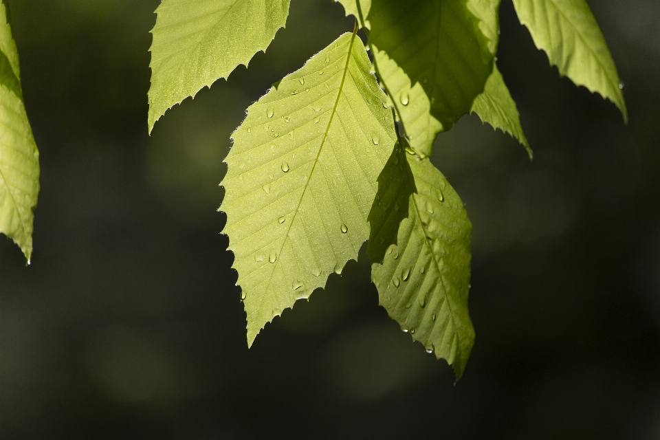 Feuille arbre usine vert