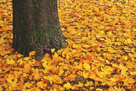 Blatt baum menschen in der natur
 laubabwerfend
 Foto