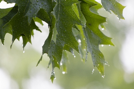 Blatt grün anlage baum Foto