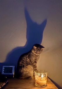 Candle light shadow cat Photo