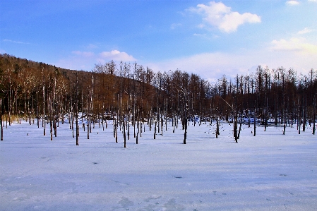 Hokkaido japan snow winter Photo