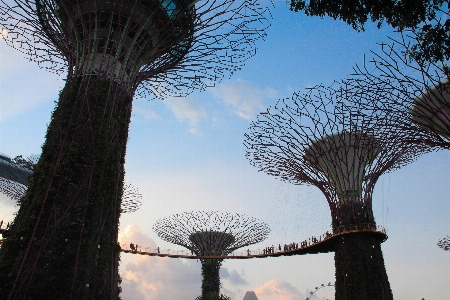 Singapore tree sky branch Photo