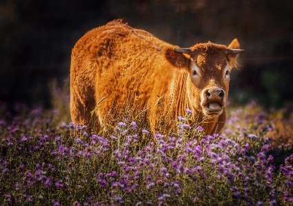 Bull bovine natural landscape flower Photo