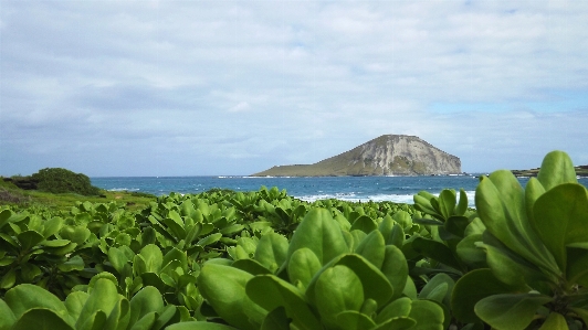 Nature vegetation sea natural landscape Photo