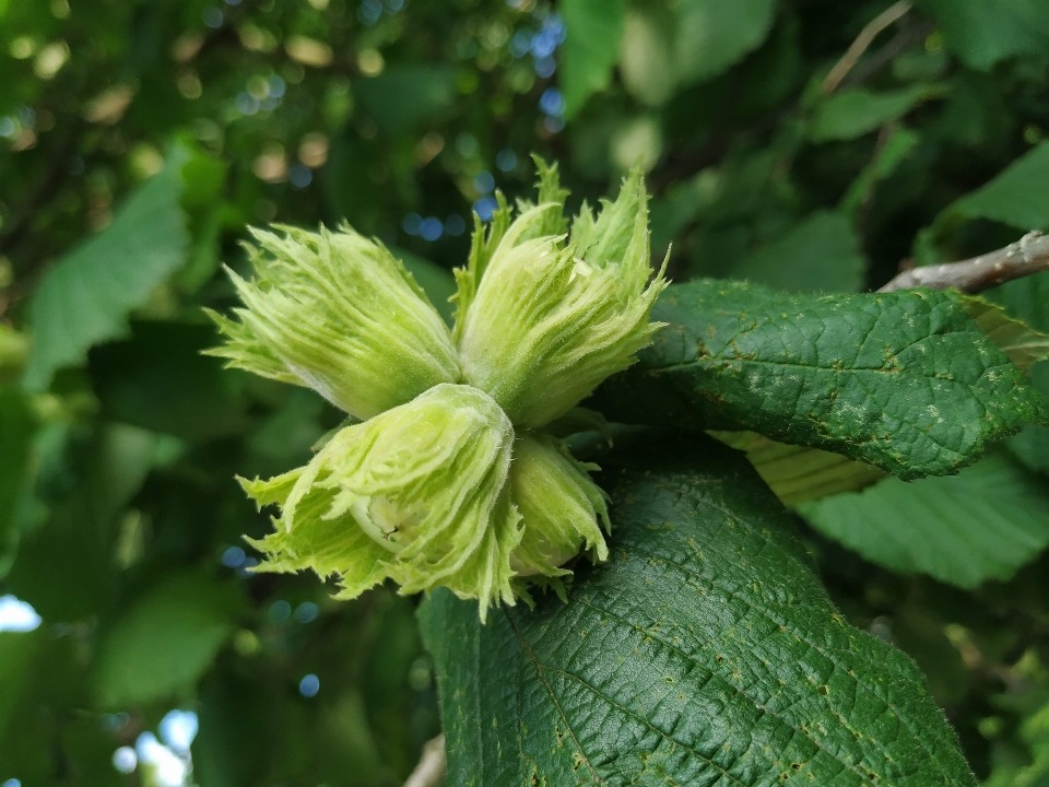 Albero noce nocciola verde