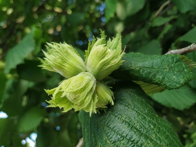 Baum mutter hasel grün Foto